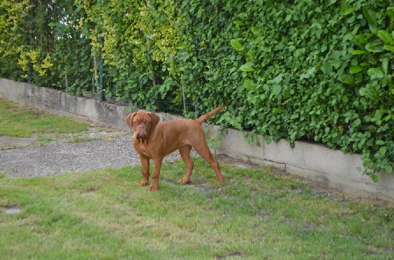 Missy De La Haie Des Chenes Rouges