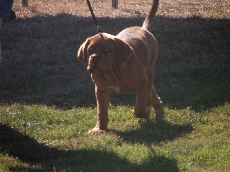 Havana club Rock'n Dogue