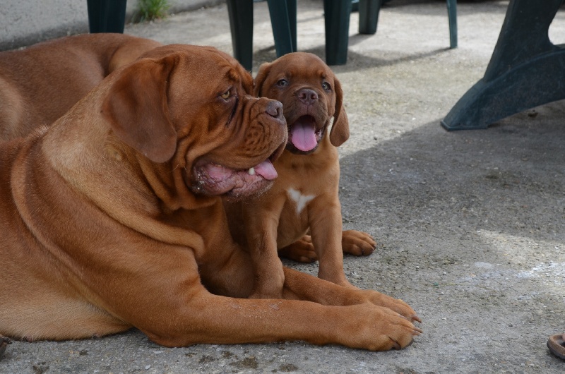 Havana club Rock'n Dogue